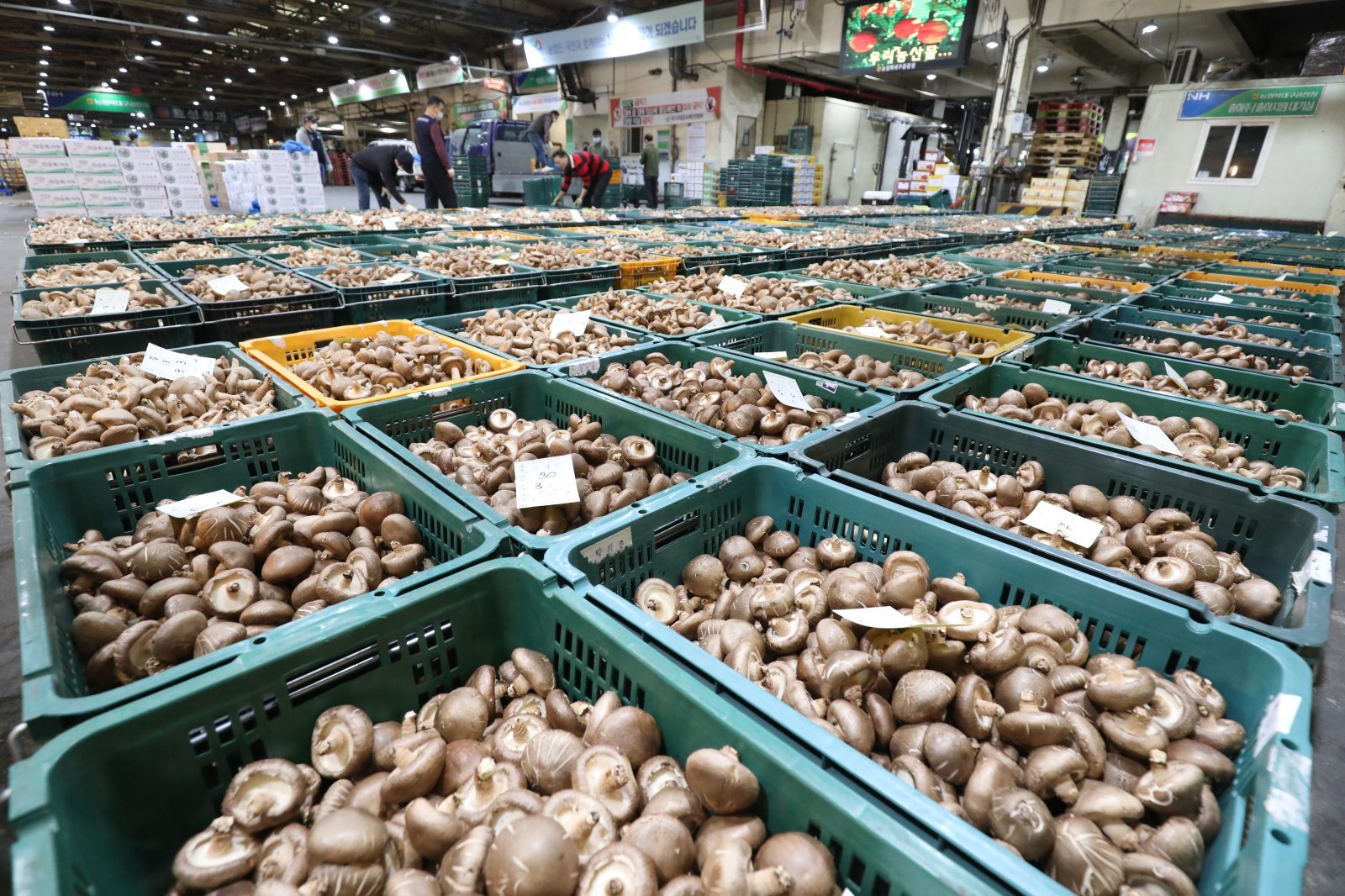 표고버섯 자료사진/뉴스1