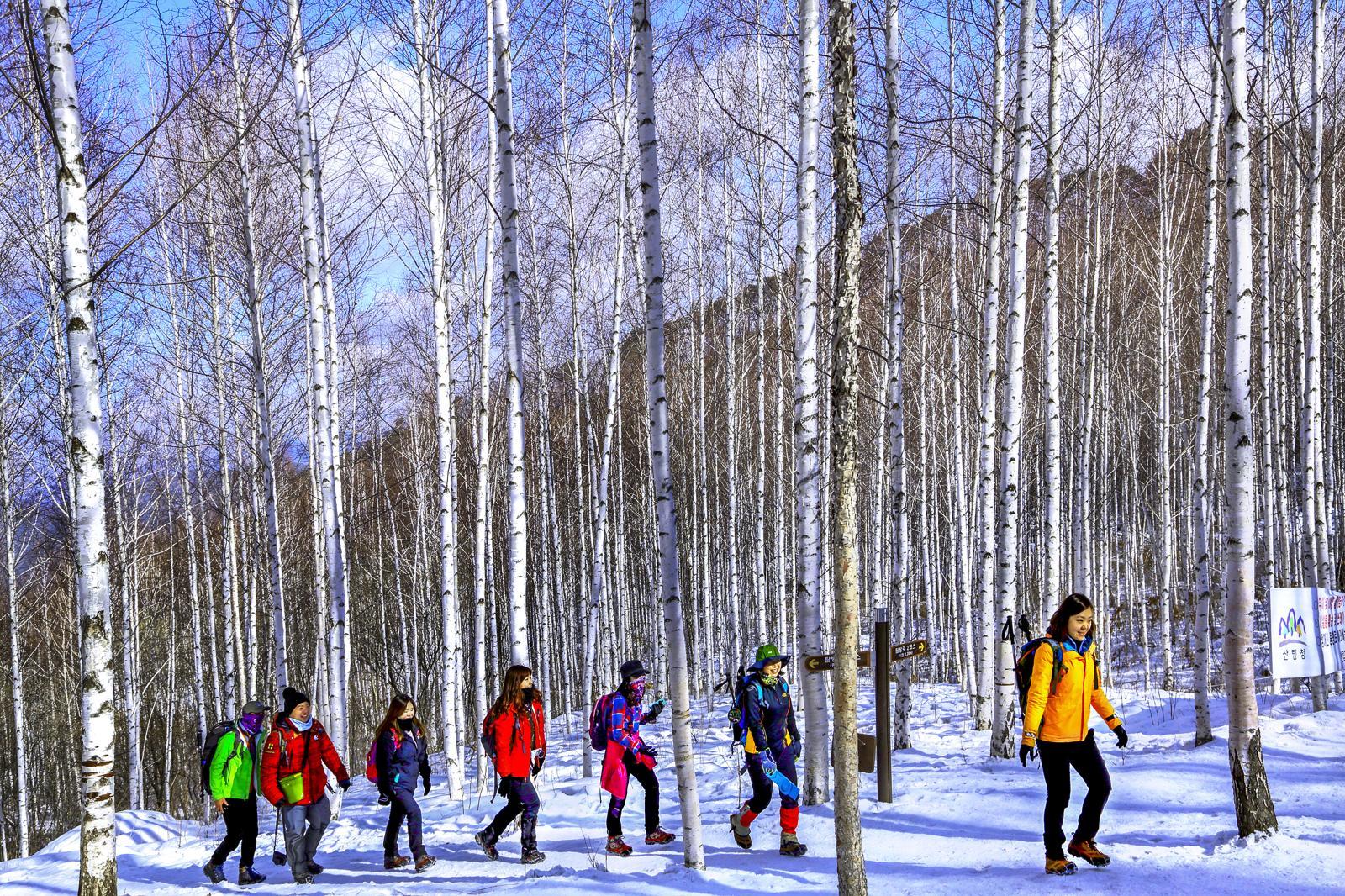 강원 인제 원대리 자작나무숲은 눈 덮인 겨울에 더욱 빛을 발하는 여행 명소다. 인제군 제공