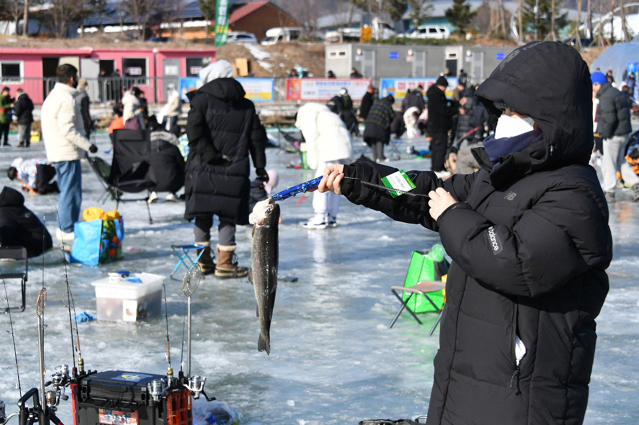 2007년 지역 주민들에 의해 시작된 평창송어축제는 이제 매년 30만 명 이상이 찾는 대형 축제가 됐다. 평창군 제공
