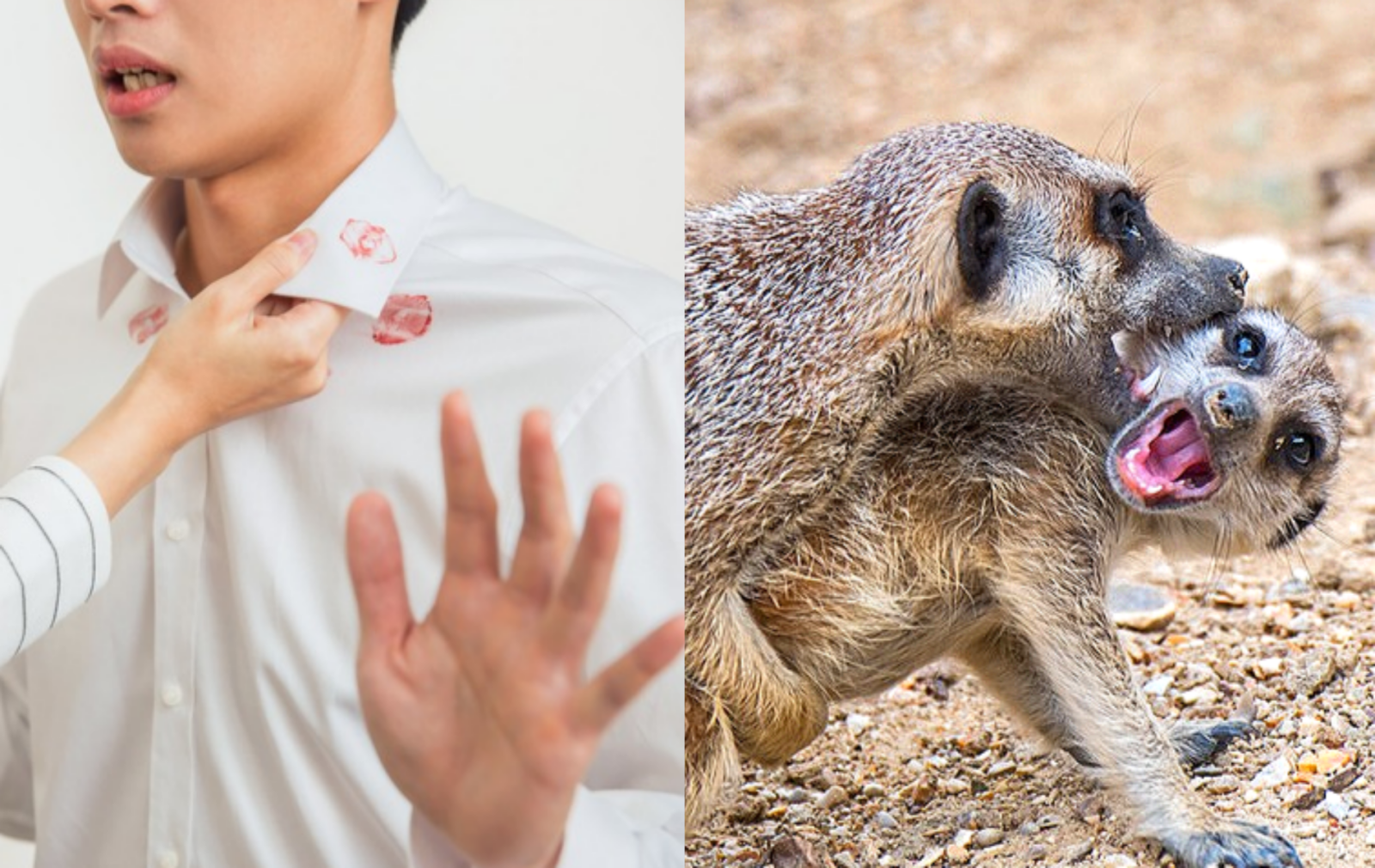 포유류의 일부일처제 순위를 매긴 결과, 인간은 66%로 측정돼 미어캣과 비버 등 사회적 일부일처 포유류와 비슷한 수준으로 나타났다. 이는 침팬지, 고릴라 등 대부분의 영장류보다 월등히 높은 수치다. 사진=게티이미지뱅크.