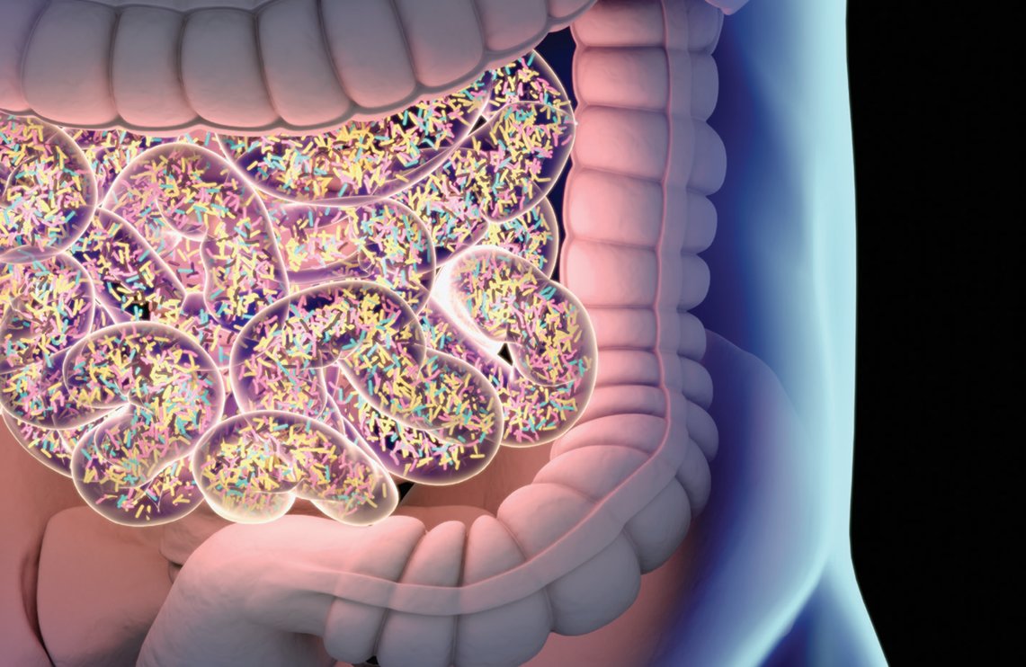 사람 몸에는 평균적으로 약 2㎏의 세균이 살고 있으며, 평소 먹는 음식이 장내 세균 종류를 결정짓는다. GETTYIMAGES