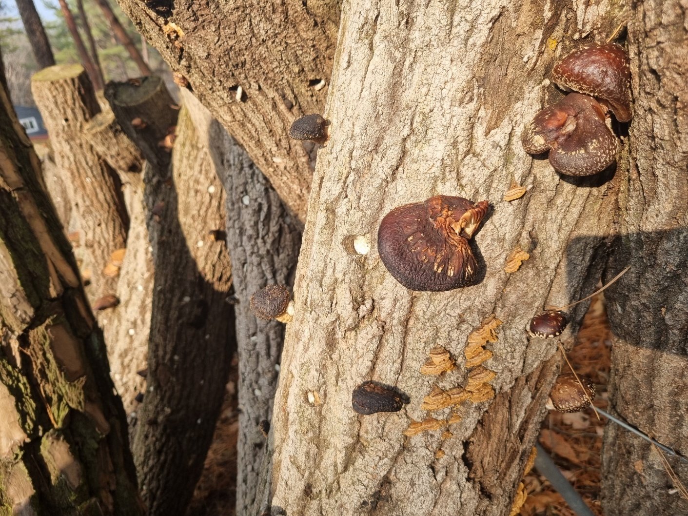 표고버섯.뉴스1