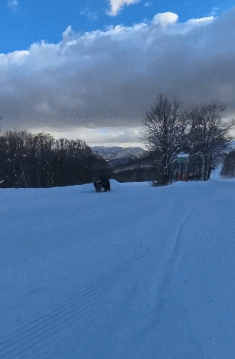 일본의 한 스키장에 곰이 나타났다. 엑스(X·옛 트위터) 갈무리 @MK2BLACK