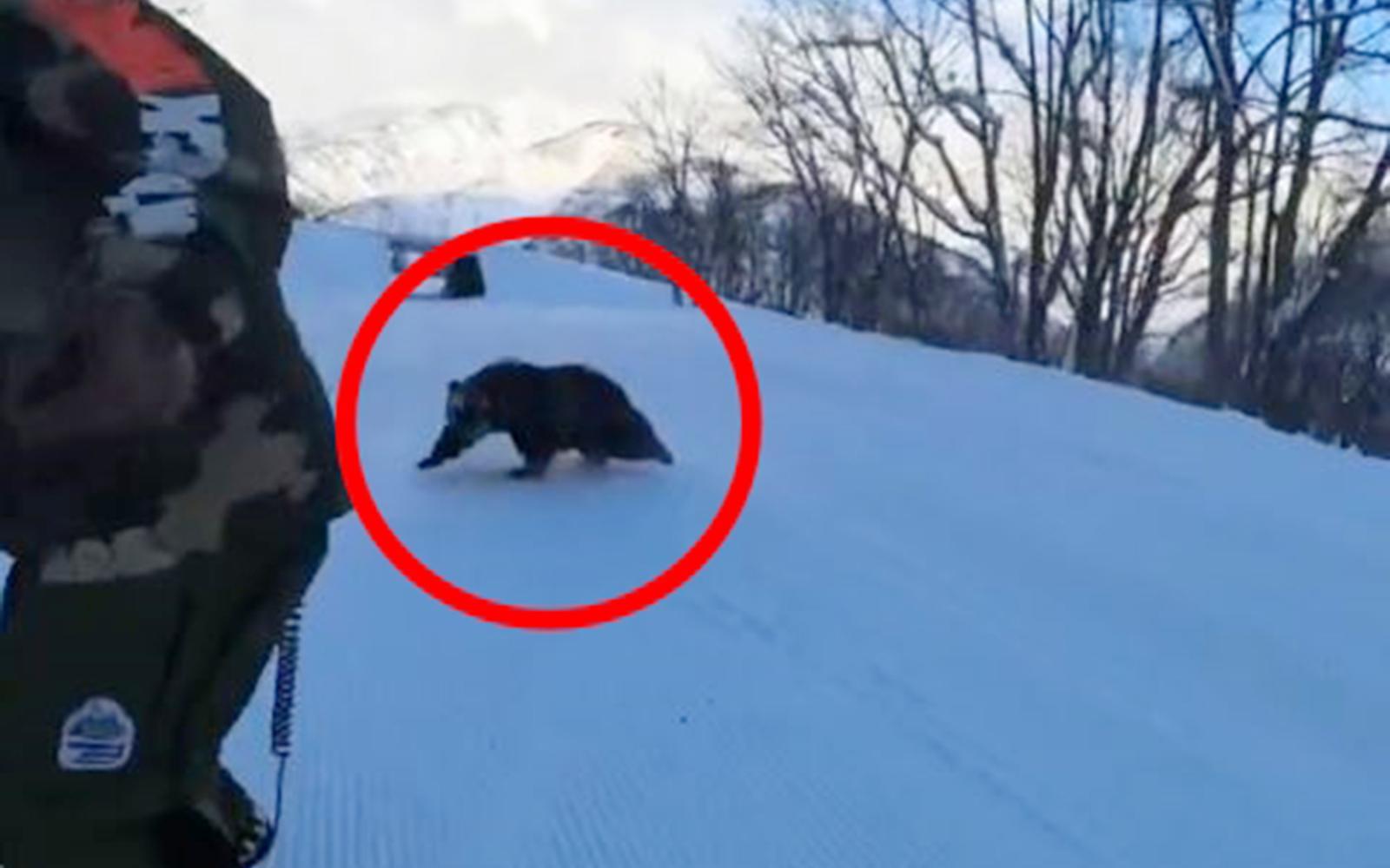 일본의 한 스키장에 곰이 나타났다. 엑스(X·옛 트위터) 갈무리 @MK2BLACK