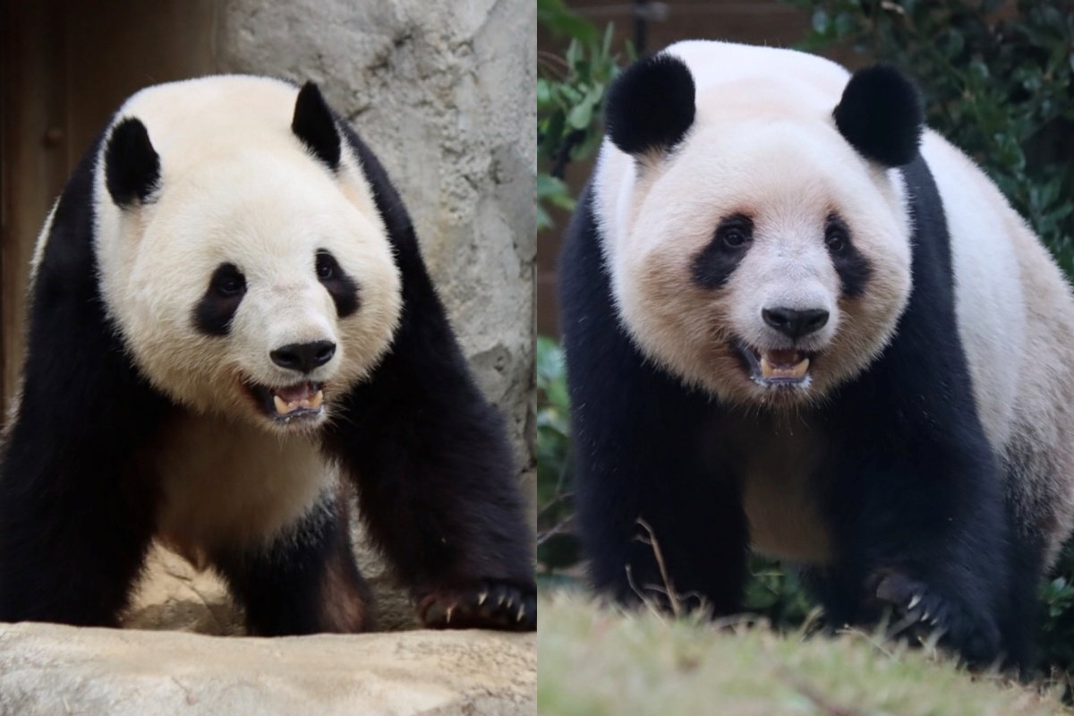 (왼쪽부터) 샤오샤오, 레이레이. 사진출처=인스타그램