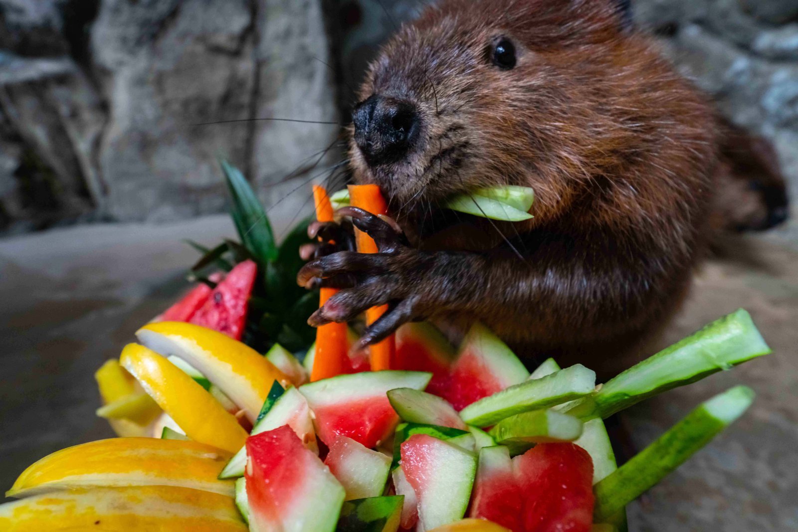 말복인 16일 경기도 한화 아쿠아플라넷 일산에서 비버가 수박과 야채로 이루어진 보양식을 먹고 있다. 2018.08.16. (사진=한화호텔앤드리조트 제공)【서울=뉴시스】