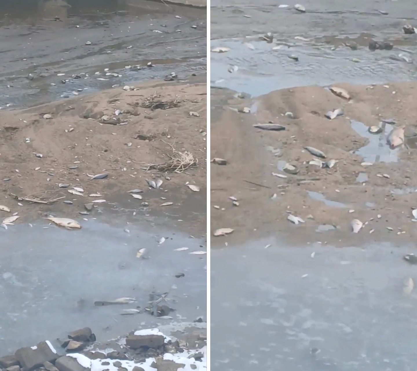 15일 인천 강화군 하점면 목숙천 일대에서 발견된 죽은 물고기. 이 지역 주민들에 따르면 1㎞ 구간에서 수백마리의 잉어와 붕어 등이 떼죽음을 당했다고 한다. 강화군 주민 제공