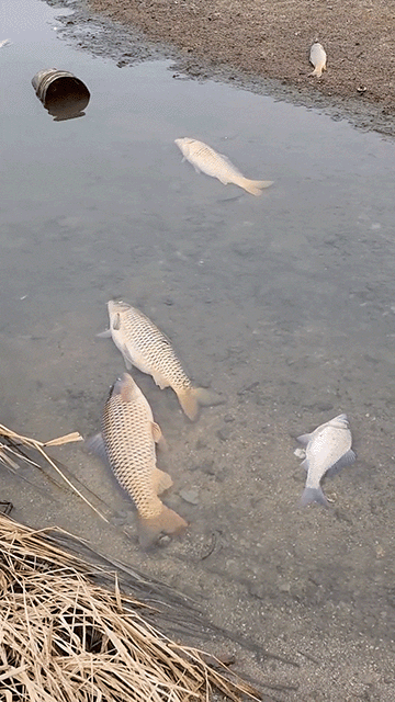 15일 인천 강화군 하점면 목숙천 일대에서 발견된 죽은 물고기. 이 지역 주민들에 따르면 1㎞ 구간에서 수백마리의 잉어와 붕어 등이 떼죽음을 당했다고 한다. 강화군 주민 제공