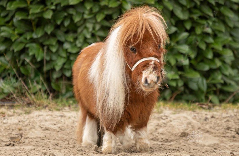 세계에서 가장 작은 말…키 52.6㎝, 귀여움 만렙