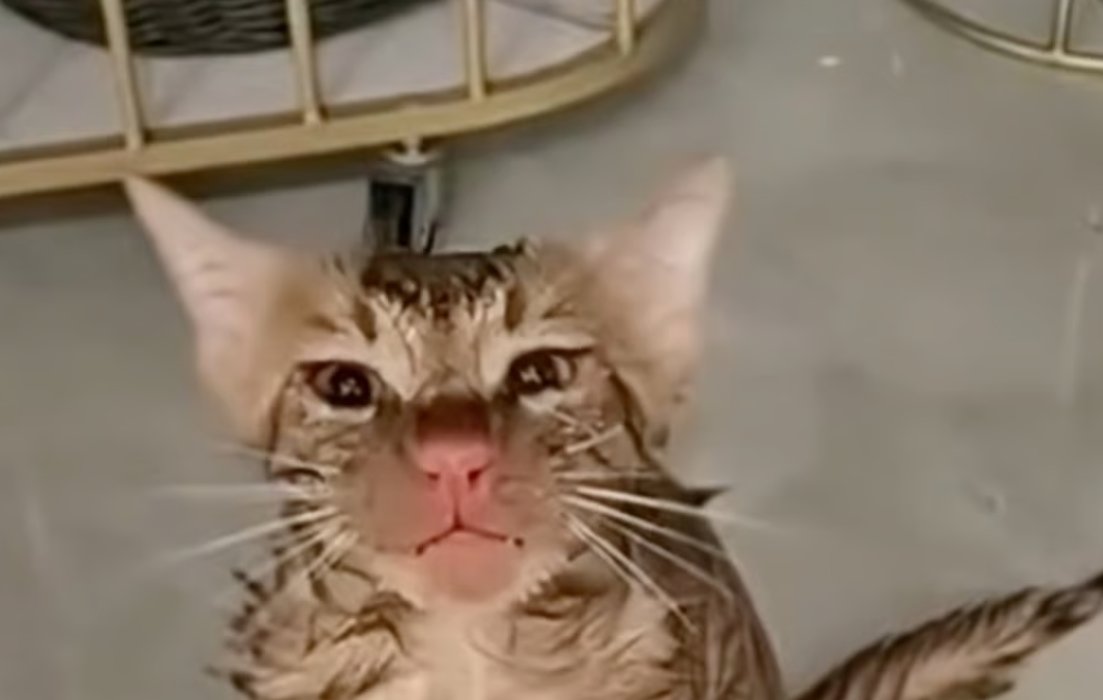 세탁기 들어간 고양이 10분간 ‘빙빙’…코에 찰과상