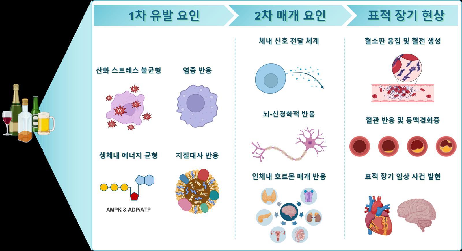 음주가 심혈관 건강에 미치는 병태생리 기전에 대한 개념적 모식도. 고대 구로병원 제공.