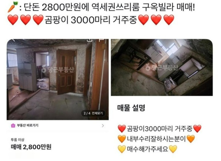 당근마켓에 역세권 쓰리룸 빌라를 2800만 원에 매매한다는 글이 올라왔다. 곰팡이로 훼손된 내부 사진이 공개되며 누리꾼들의 갑론을박이 이어지고 있다. 중고거래 플랫폼 당근마켓 캡처