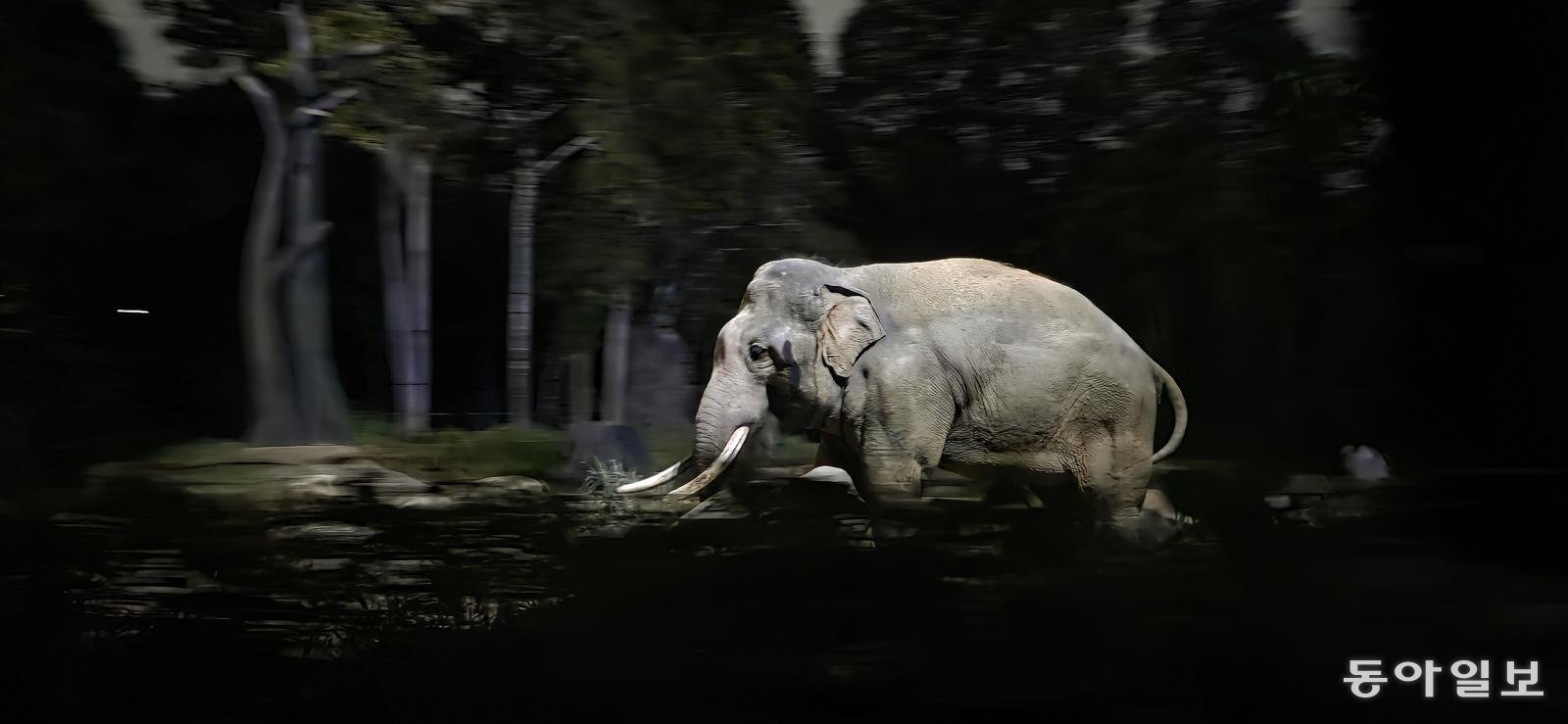 만다이 나이트 사파리에서 본 코끼리. 싱가포르=김선미 기자 kimsunmi@donga.com