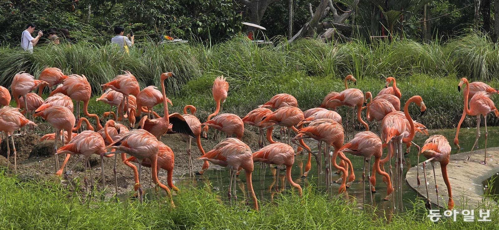 2023년 만다이에 개장한 ‘버드 파라다이스’. 싱가포르=김선미 기자 kimsunmi@donga.com