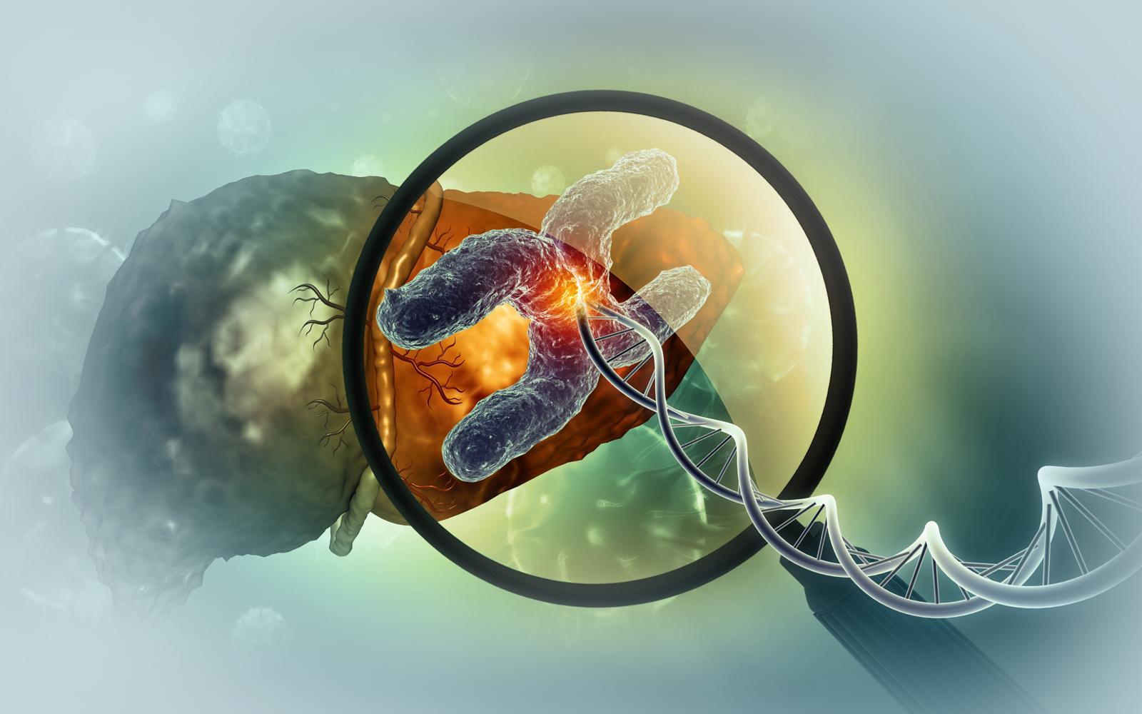 세포핵 속 염색체와 DNA 구조 모식도. 세포를 확대하면 세포핵 안에 염색체가 있고 염색체를 풀면 DNA 이중나선이 나온다. 이번 연구는 DNA가 세포핵 안에서 어떻게 접혀 있는지 대규모로 분석했다. 게티이미지뱅크