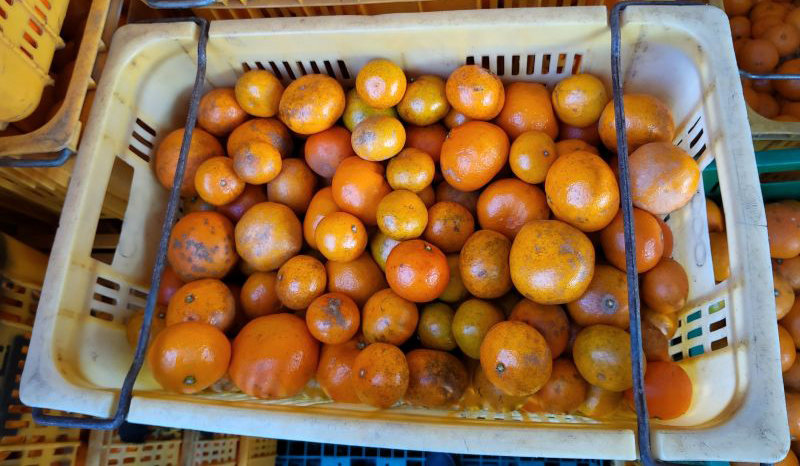 소셜네트워크서비스(SNS) 등에서 ‘못난이귤’이라는 홍보 문구로 판매된 상품외감귤. 서귀포시 제공