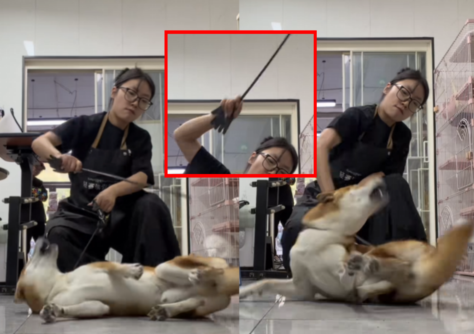 중국인 애견 미용사가 일본 혈통의 시바견을 무차별 폭행하고 정치적 비하 발언을 쏟아내 국제적 비판을 받고 있다. 이는 최근 대만 문제 등으로 심화된 중일 갈등이 민간의 비이성적 혐오 행위로 번진 결과로 분석된다. 사진=도우인 캡쳐.