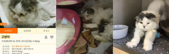 포인핸드 공고 당시부터 치료 종결 이후까지의 변화 과정. 사진=금천24시K동물의료센터 제공