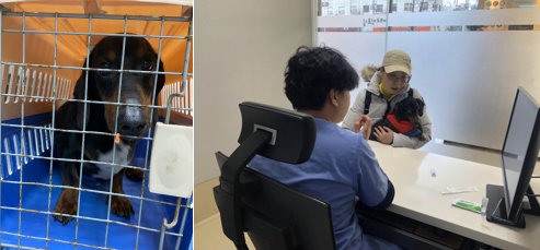 구조 당시 모습(왼쪽)과 심장사상충 완치 후 입양 전 치료 결과 상담 장면. 사진=금천24시K동물의료센터 제공