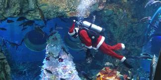 충북 단양 다누리아쿠아리움이 성탄절인 25일 아쿠아리스트의 수중 먹이 주기 시연과 방문 기념 스티커 증정 이벤트를 진행한다. 단양군 제공