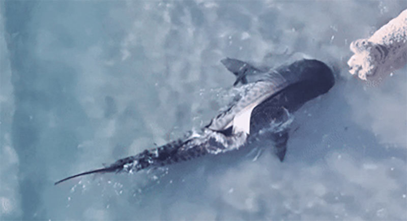 영상=인스타그램