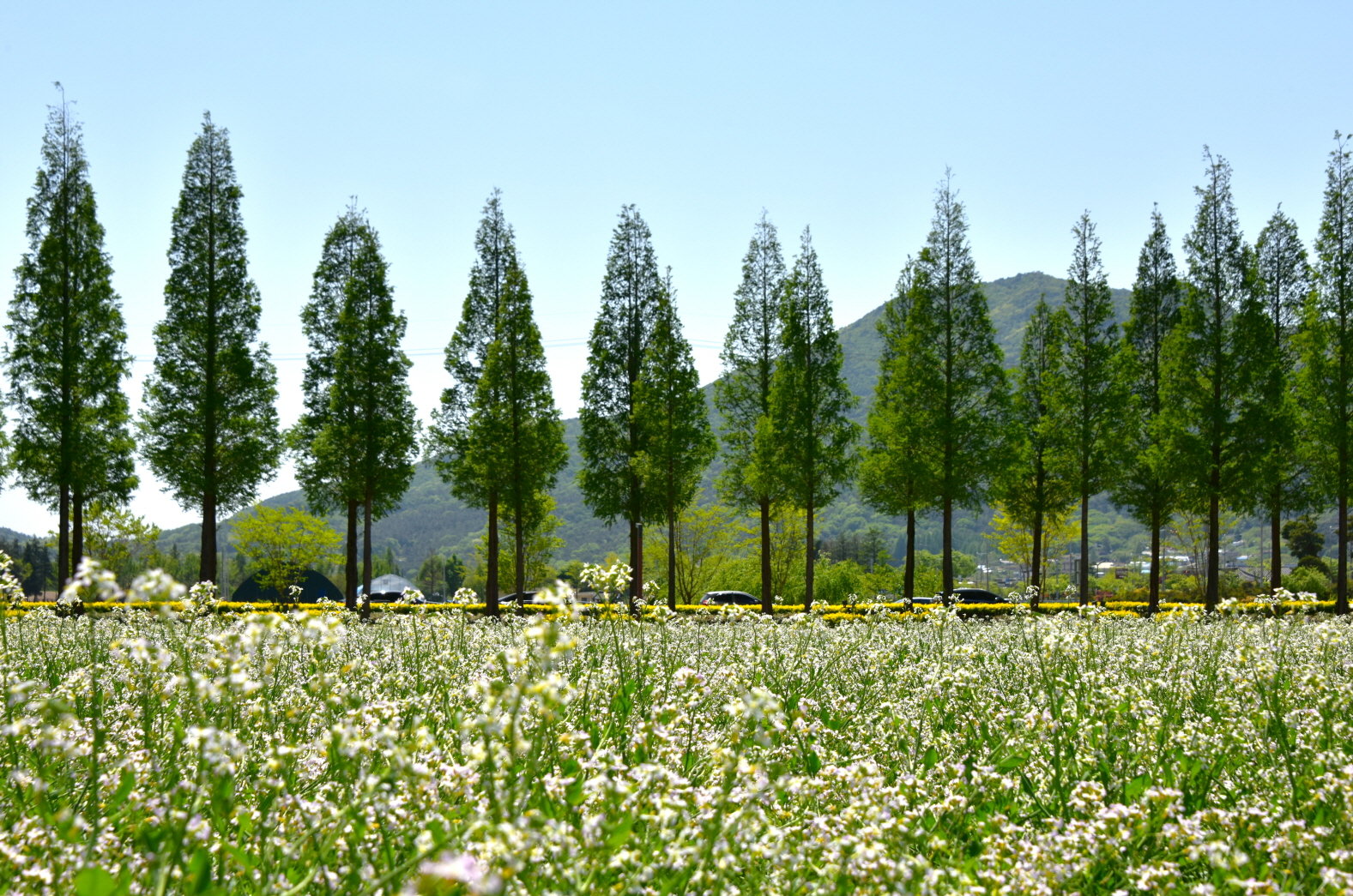 덕산 메타세쿼이아길.