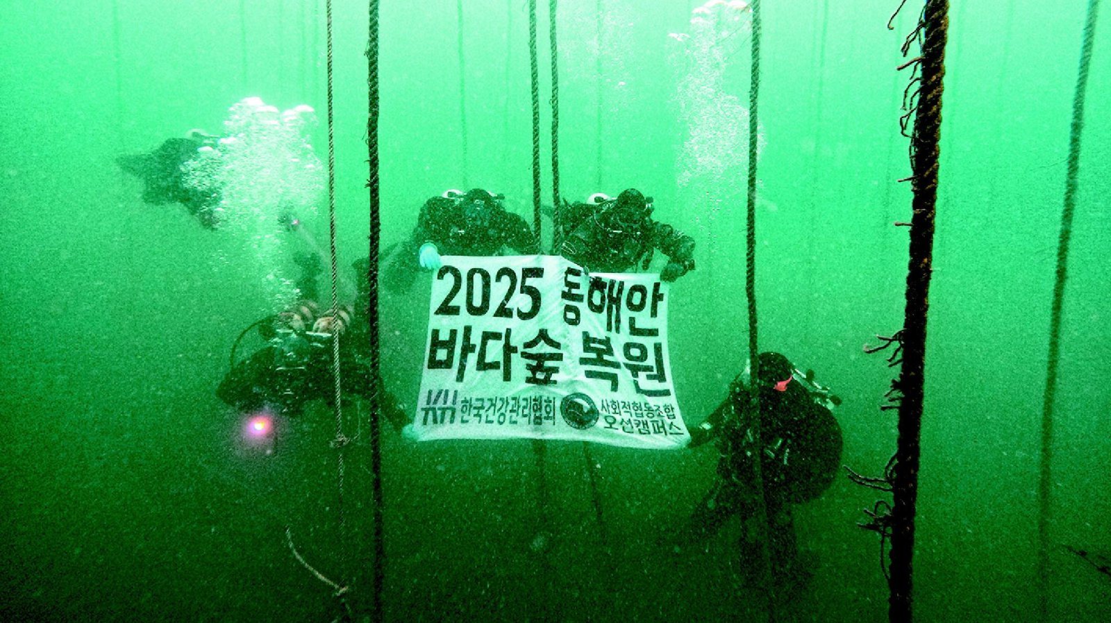 동해안 바다숲 복원 모습.