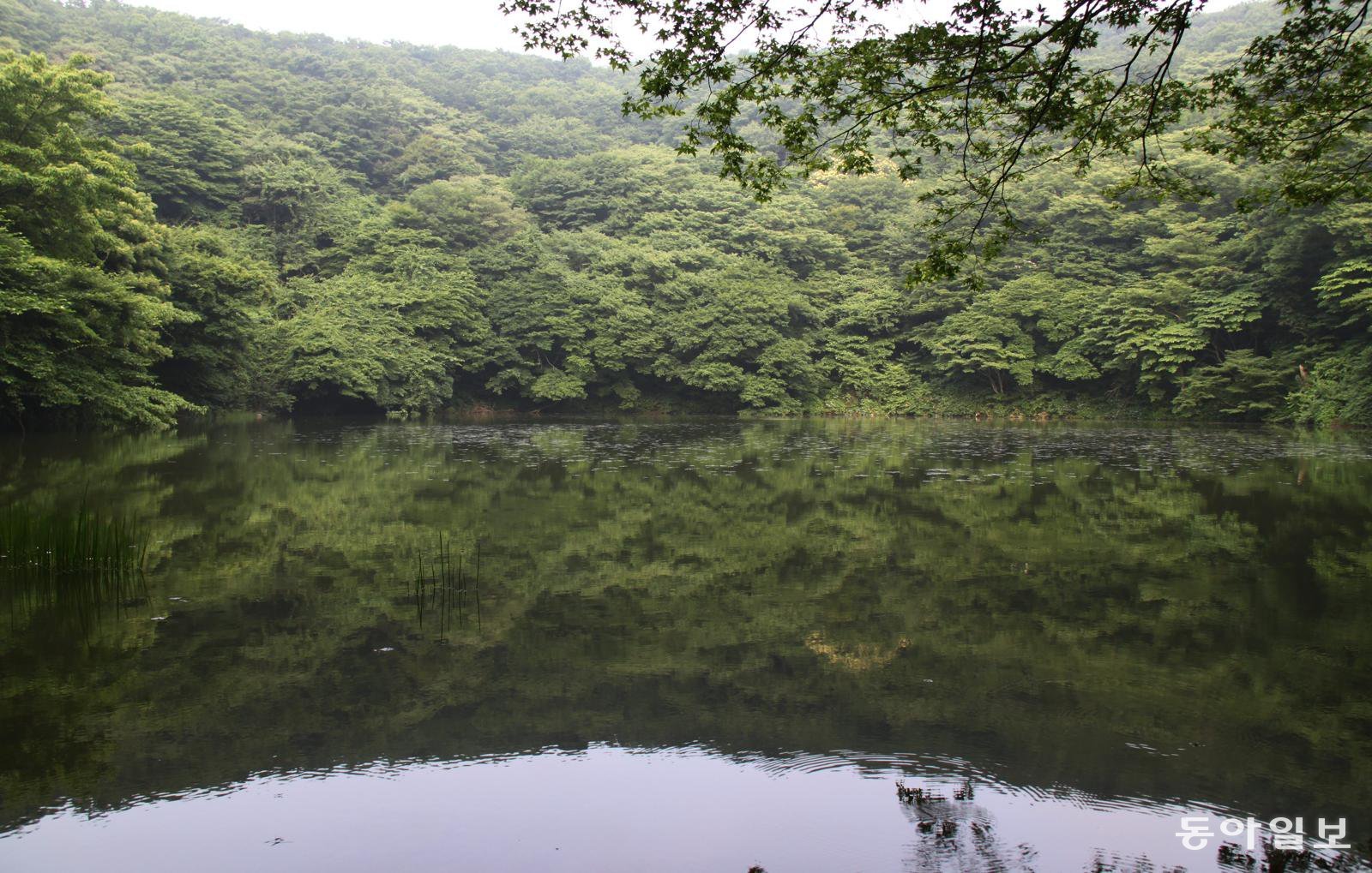 제주시 조천읍 교래리 물찻오름 정상에 형성된 분화구 습지. 제주도는 이 일대를 도 지정 습지보호지역으로 지정하기 위한 절차에 돌입했다. 동아일보DB