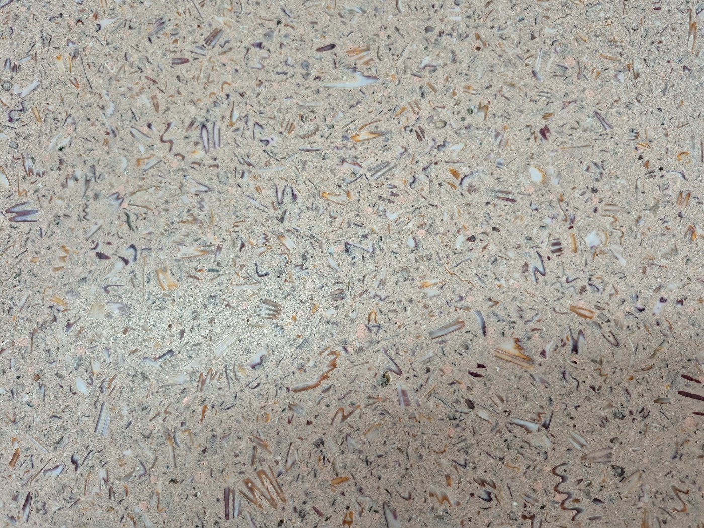 가리비 패널. 비지에코 제공