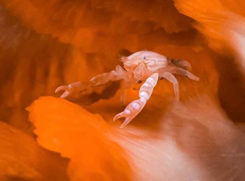 4월 발견된 국내 미기록종 게붙이류[포르셀라넬라 하이가에(Porcellanella haigae)]