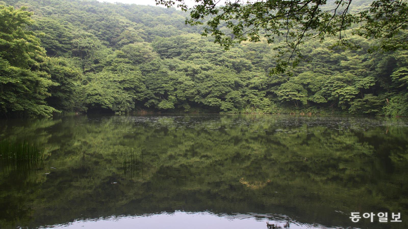 제주 제주시 조천읍 교래리 물찻오름 정상에 형성된 분화구 습지. 제주도는 이 일대를 도 지정 습지보호구역으로 지정하기 위한 절차에 돌입했다. 동아일보DB