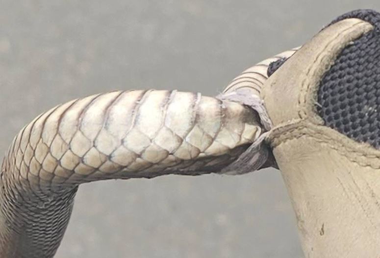 Reptile Relocation Sydney