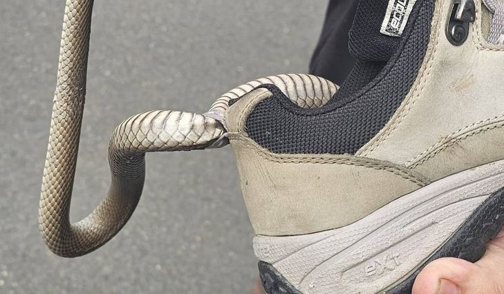 Reptile Relocation Sydney