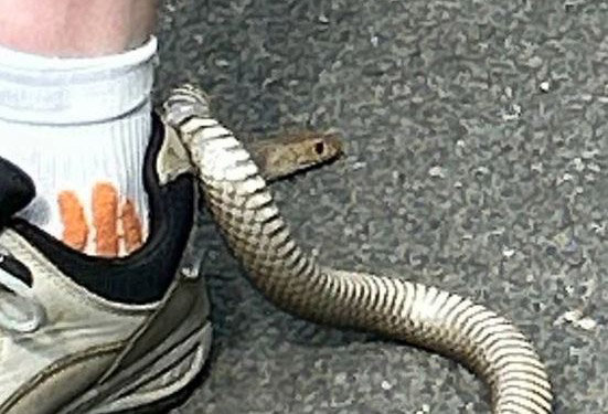 Reptile Relocation Sydney