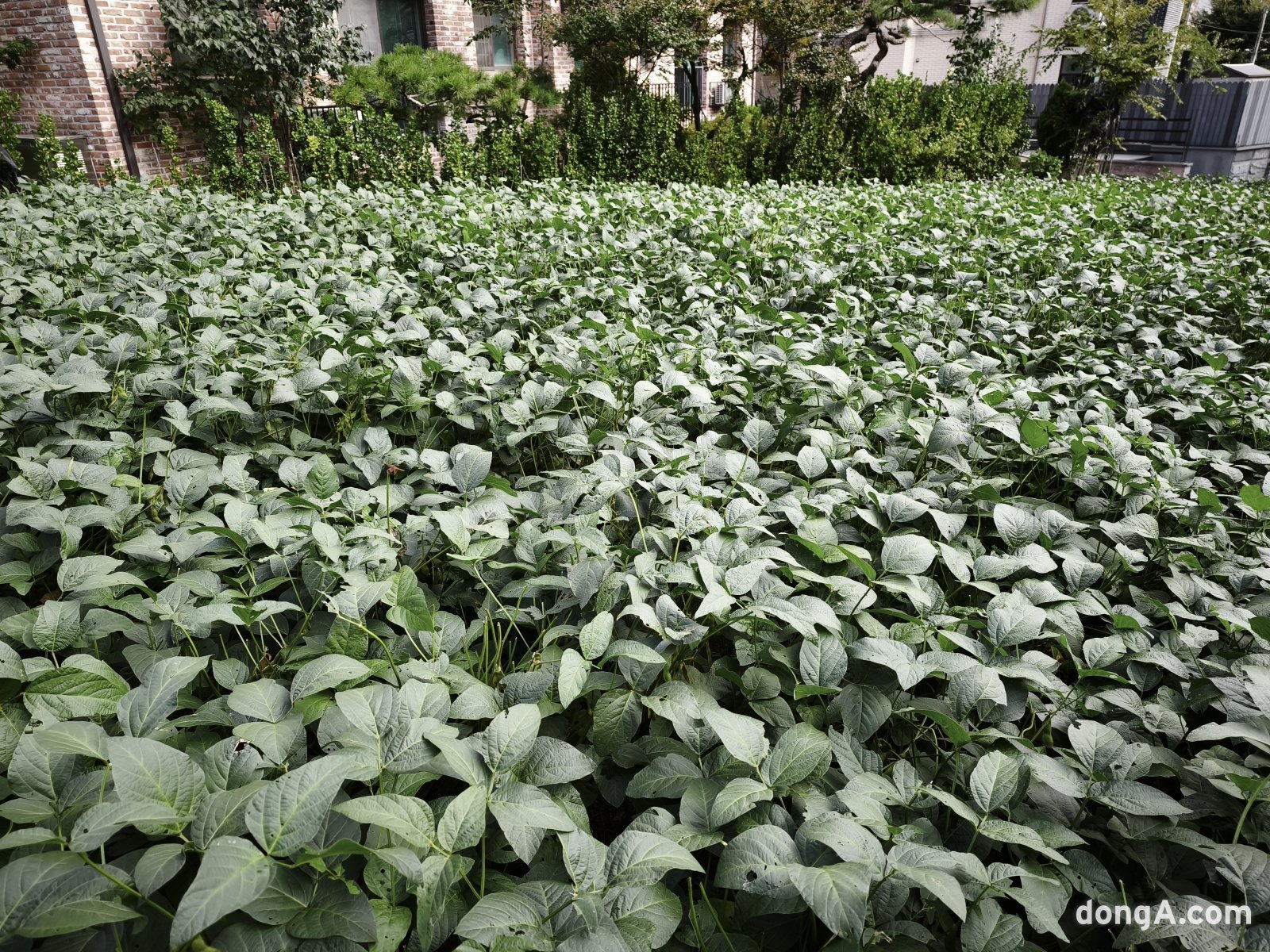 샤오미 15T 프로로 직접 찍은 사진.