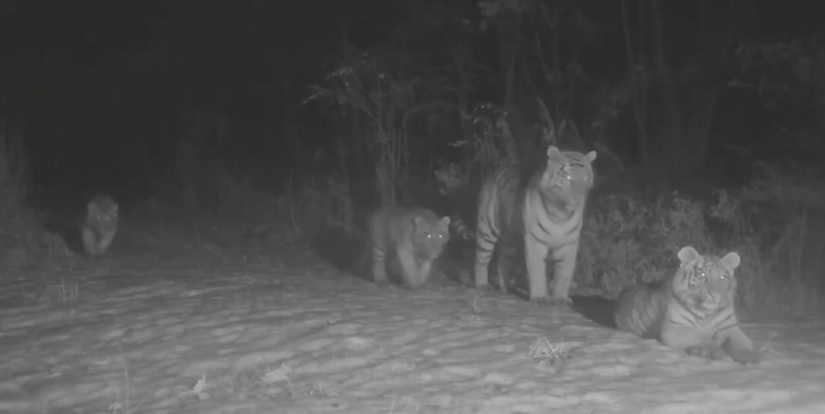 무인카메라에 포착된 시베리아호랑이(백두산 호랑이)의 모습. 중국 동북호랑이표범국립공원 제공
