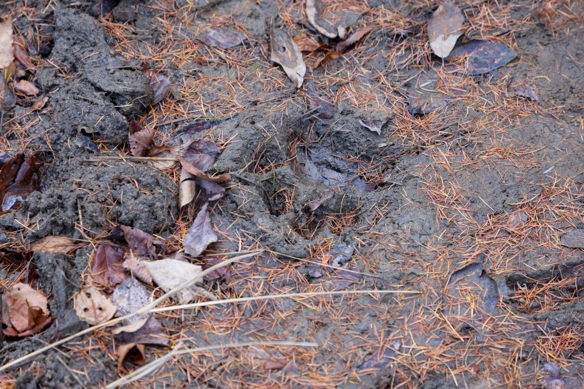 야생 시베리아호랑이의 발자국. WWF 제공
