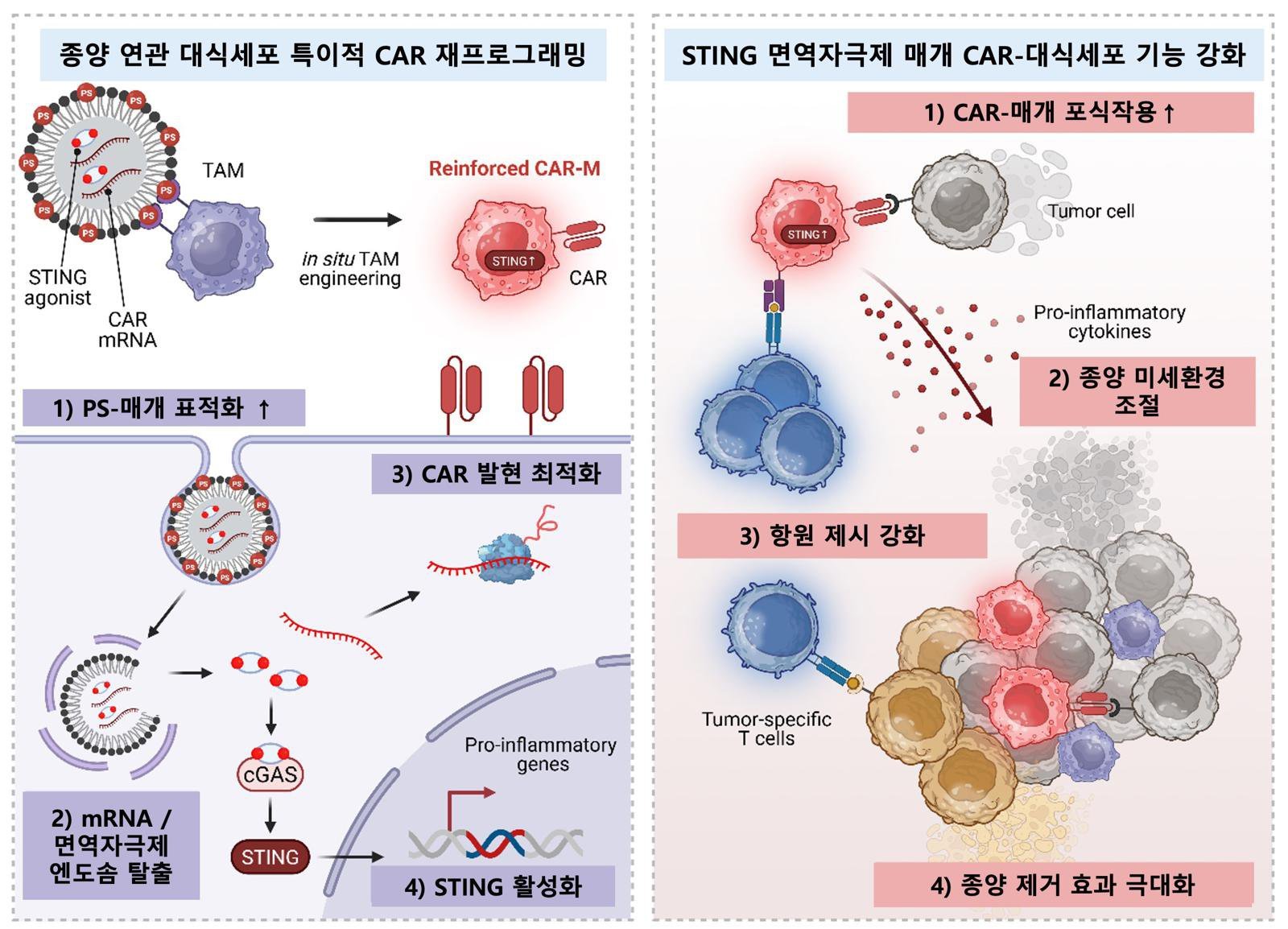 지질나노입자를 이용한 CAR mRNA와 면역자극제 동시 전달을 통한 생체 내 CAR-대식세포 생성 및 암세포 사멸 전략 모식도(KAIST 제공) /뉴스1