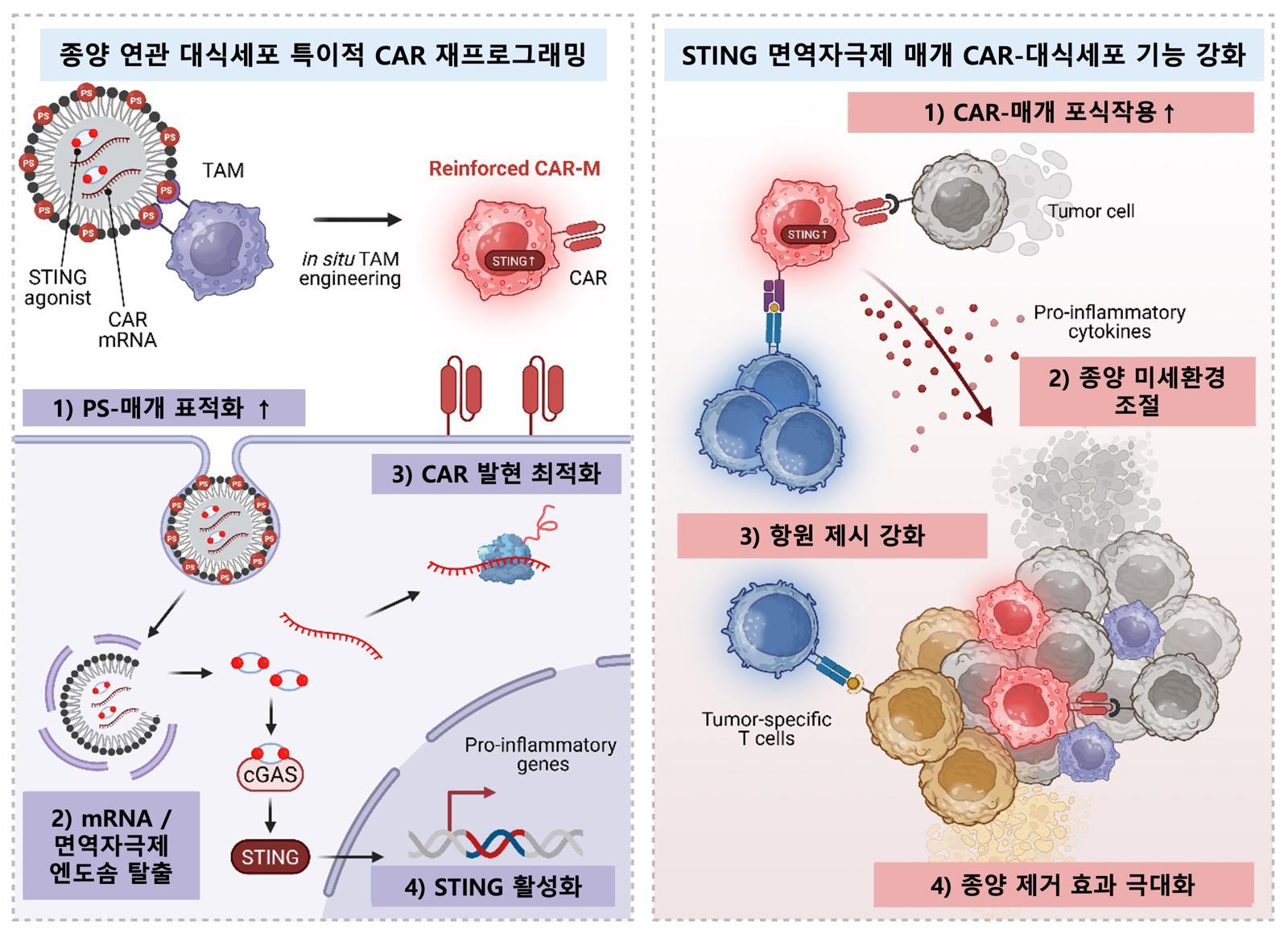 지질나노입자를 이용한 CAR mRNA와 면역자극제 동시 전달을 통한 생체 내 CAR-대식세포 생성 및 암세포 사멸 전략 모식도. KAIST 제공