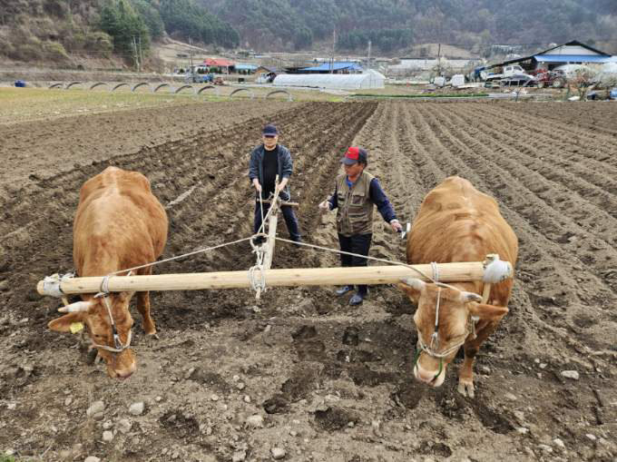 홍천 겨리농경문화 보존회 제공