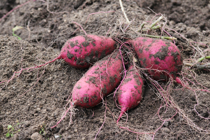 고구마는 혈당지수가 낮고, 식이섬유가 풍부해  체중 관리에 도움이 될 수 있다. 사진=게티이미지코리아.