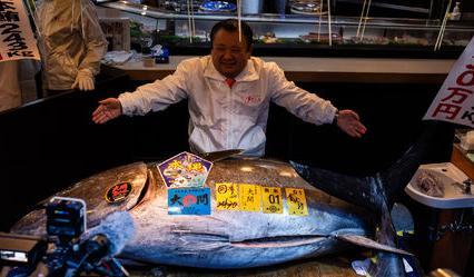 초밥 체인점 ‘스시 잔마이’를 운영하는 기무라 기요시 대표(가운데)가 5일 약 47억 원에  역대 최고가로 낙찰 받은 대형 참치 앞에서 포즈를 취하고 있다. 도쿄=AP 뉴시스