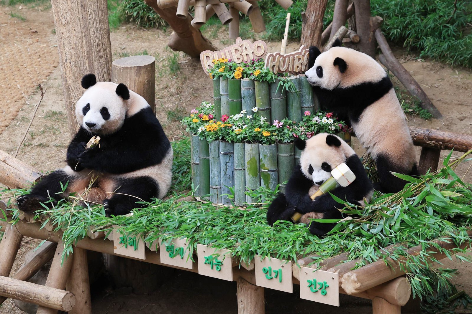 푸바오 친구들 韓 올까…한중, 판다 추가대여 실무논의 개시