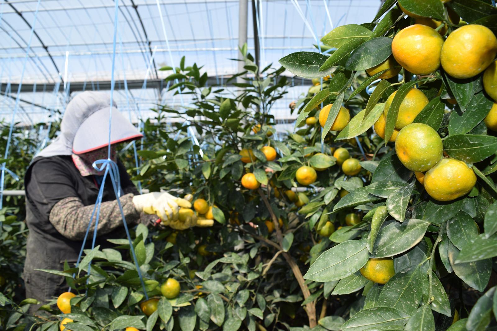 제주에서 시장 출하를 앞둔 감귤을 선별하고 있는 선과장 모습. 제주도는 올해부터 미국산 감귤류인 만다린이 무관세로 유통됨에 따라 국내 감귤 경쟁력 강화를 위한 품질 관리 대책을 추진하고 있다. 제주도 제공