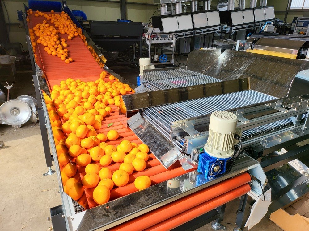 제주 농가에서 감귤을 수확하고 있는 모습. 제주도는 미국산 만다린의 무관세 유통에 대응해 생산 단계부터 품질을 높이는 대책을 마련하고 있다. 제주도 제공