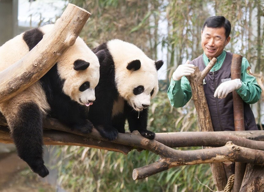 한중 양국이 ‘제7차 환경장관회의’를 통해 판다 추가 대여를 위한 실무 협의에 착수하며 ‘푸바오’의 빈자리를 채울 가능성이 열렸다. 이번 회담에서는 판다 협력뿐만 아니라 국립공원 관리 및 멸종위기종 복원 등 환경 전반으로 협력 범위를 대폭 확대하기로 합의했다. 뉴시스