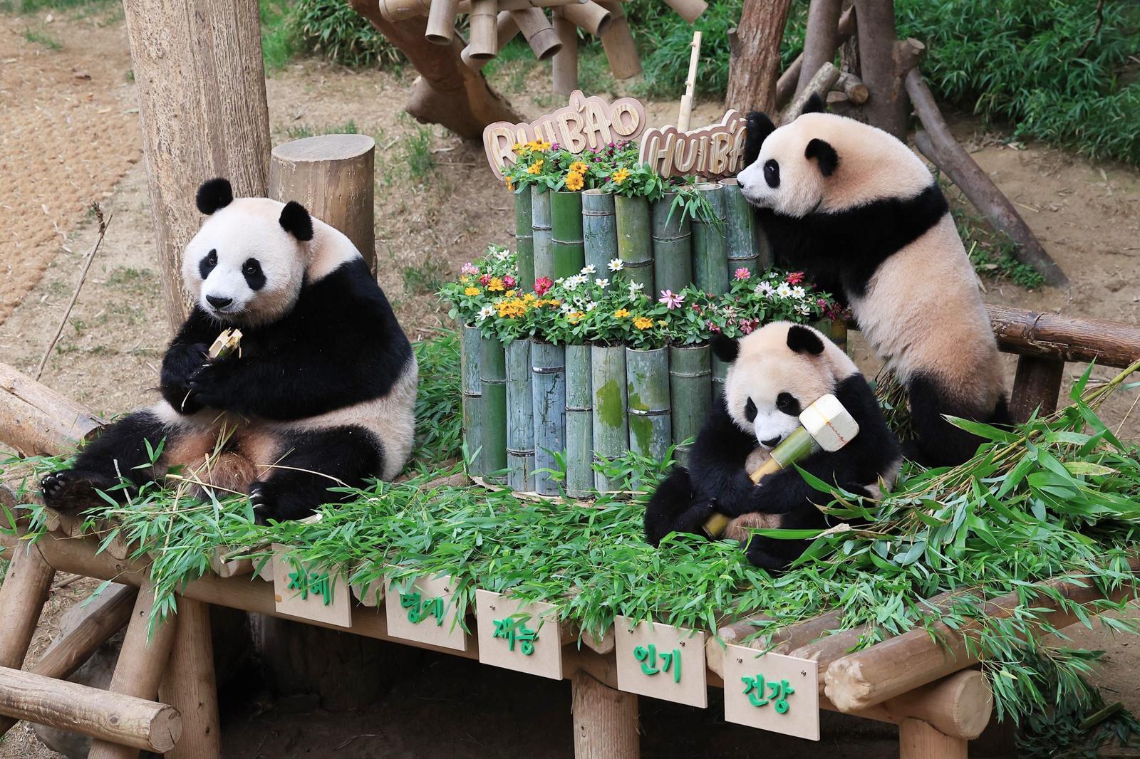 경기 용인시 에버랜드 판다월드에서 열린 푸바오의 동생 루이바오와 후이바오의 첫 생일맞이 돌잔치에서 엄마 아이바오가 쌍둥이 자매와 행복한 시간을 보내고 있다. 루이바오와 후이바오는 지난해 7월 7일 엄마 아이바오와 아빠 러바오 사이에서 태어났다. 뉴스1