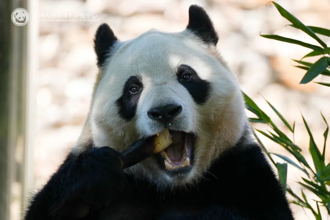 푸바오의 모습. 뉴시스