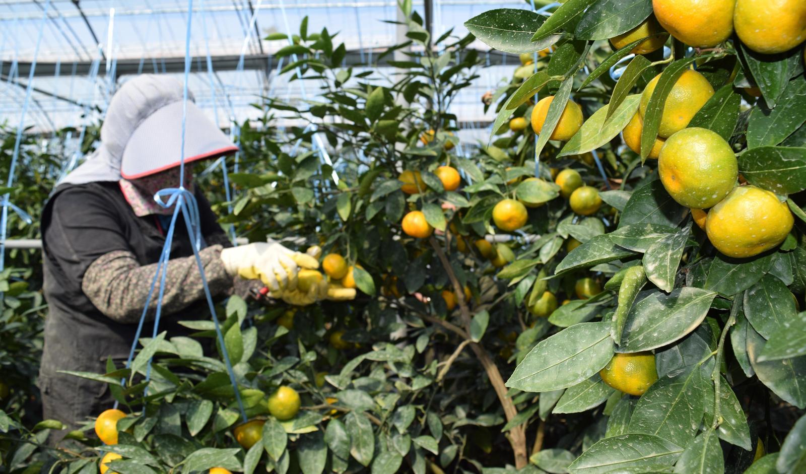 제주 농가에서 감귤을 수확하고 있는 모습. 제주도는 미국산 만다린의 무관세 유통에 대응해 생산 단계부터 품질을 높이는 대책을 마련하고 있다. 제주도 제공