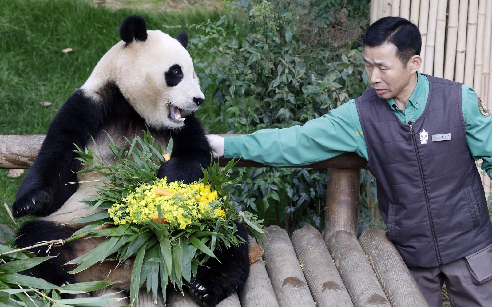 대중에 공개 마지막 날인 푸바오가 3일 경기 용인시 에버랜드 판다월드에서 강철원 사육사로부터 유채꽃 선물을 받고 있다.  2024.03.03. 뉴시스